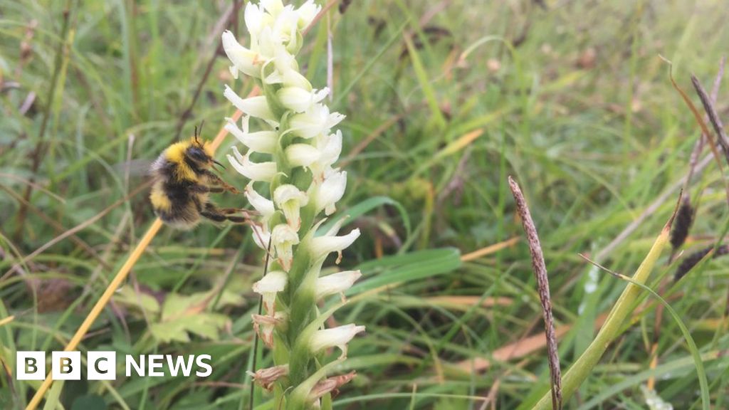 Bee motorway plan to create a buzz - BBC News