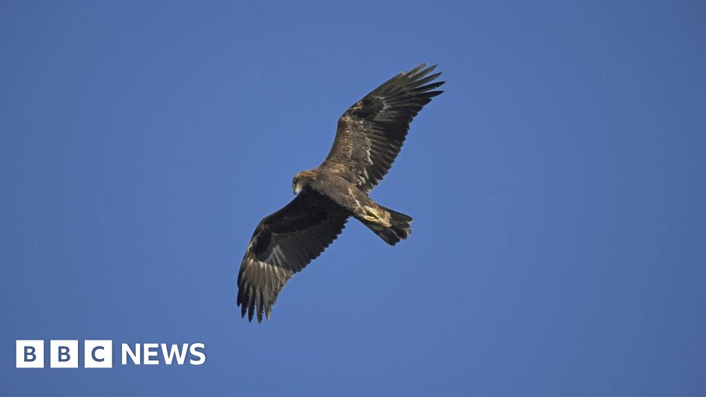 Golden eagles from the Highlands may be released in southern Scotland ...