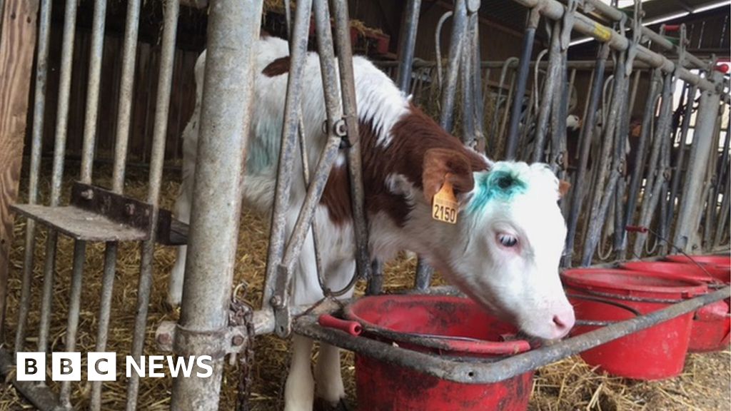 French election The view from the countryside BBC News