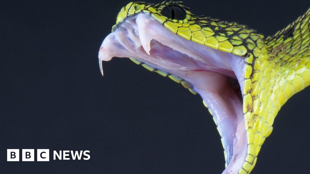 Snakebites becoming more common in the UK