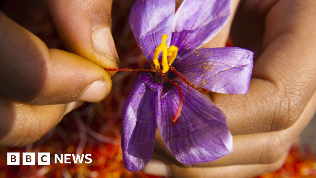 ‘Red gold’: Why saffron production is dwindling in India