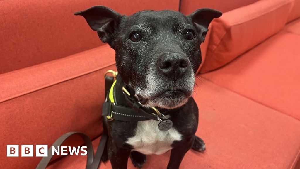 crufts-newly-retired-police-dog-named-crufts-hero