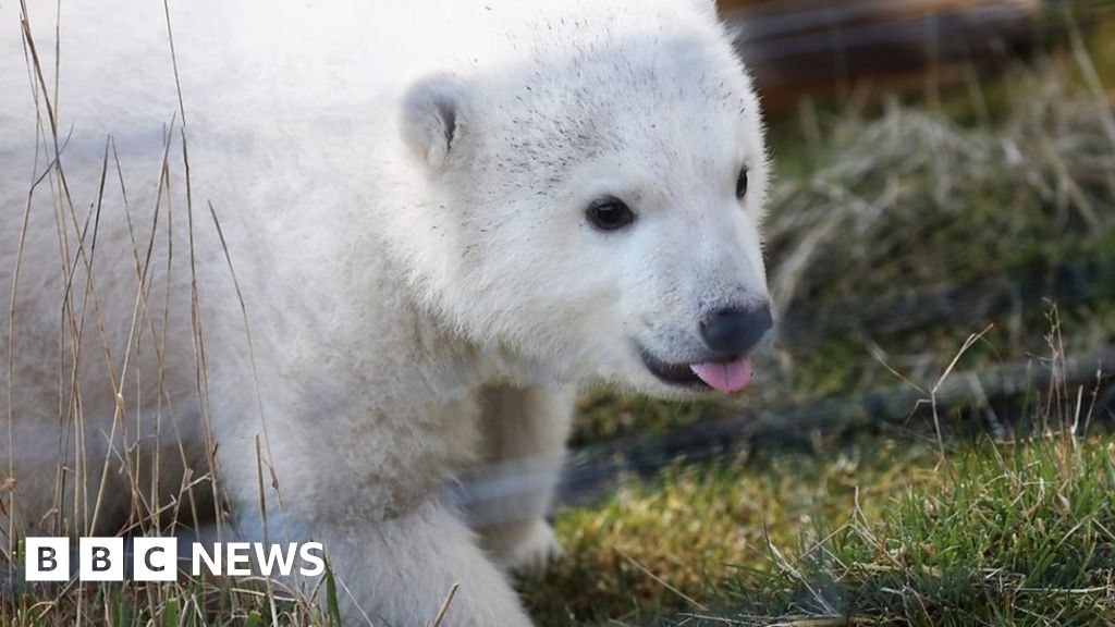 Meet Brodie Scotland s new polar bear cub