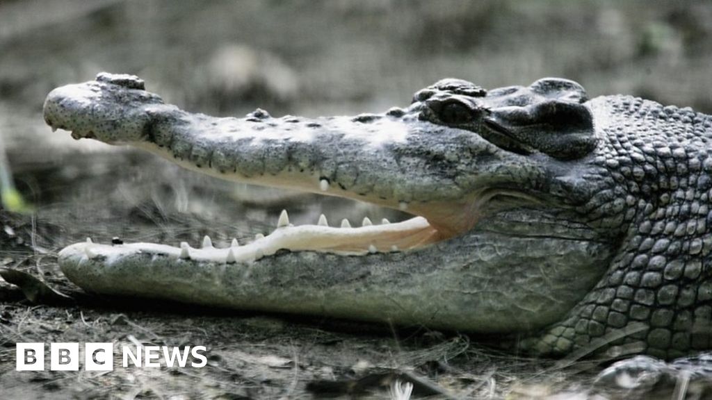 Woman 'dragged into water' by crocodile BBC News