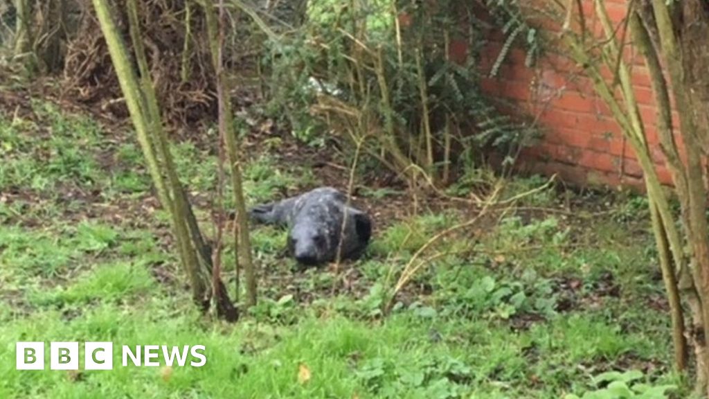 Seal Found In Blakeney Garden 2km Away From The Sea Bbc News