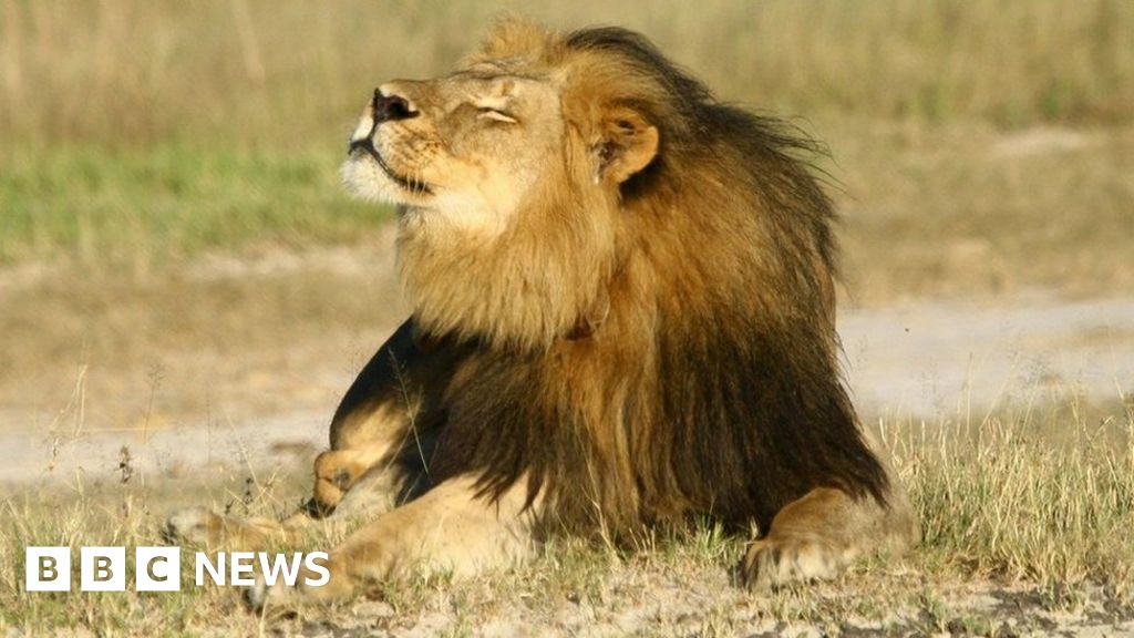 Cecil the lion: Why a hunting ban is not the answer - BBC News