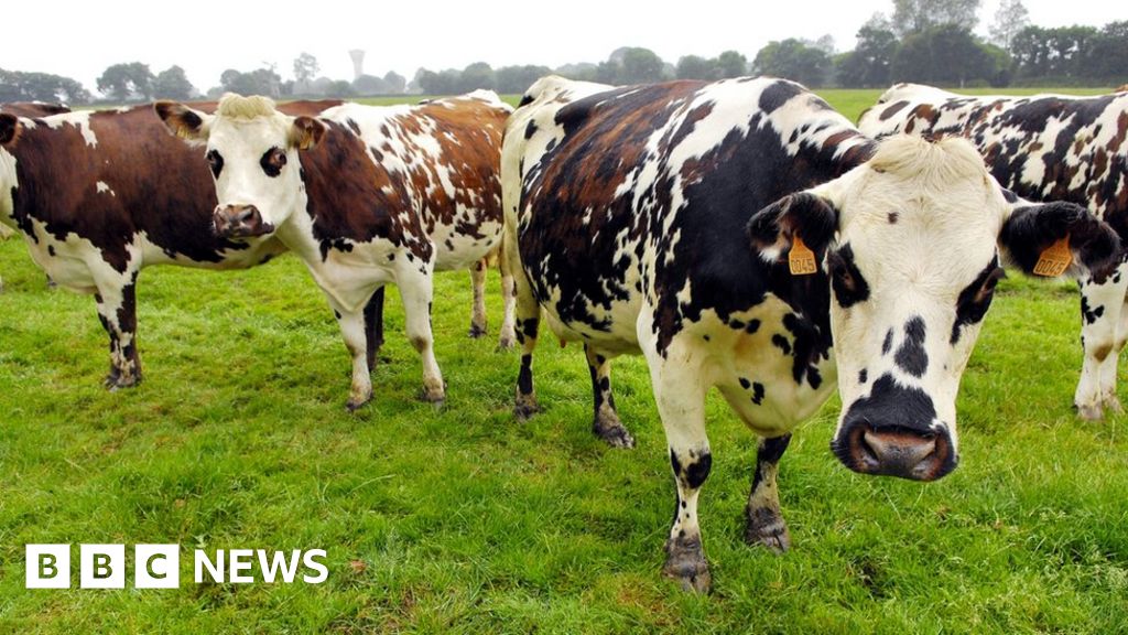 Cattle drugs could fuel climate change, study suggests BBC News