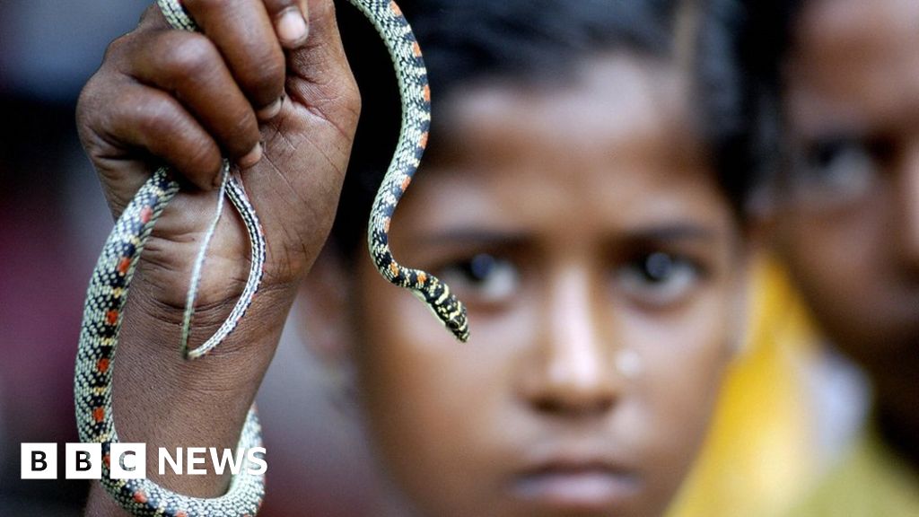 Why are so many people still dying from snake bites?