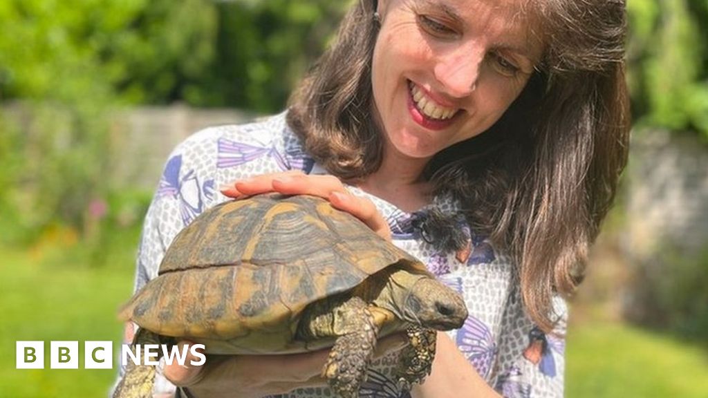 knebworth-missing-80-year-old-tortoise-reunited-with-owners-flipboard