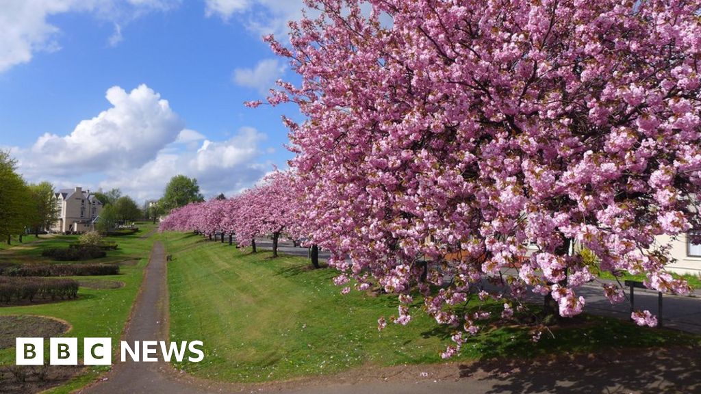 Pretty In Pink Scotlands Cherry Blossom Explosion Bbc News 
