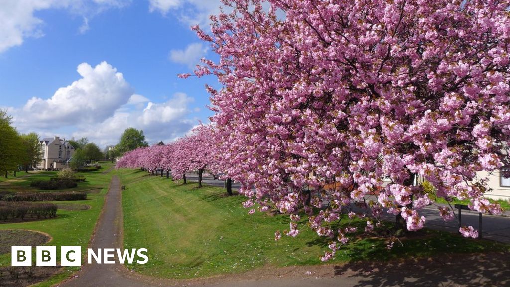 Pretty In Pink Scotland S Cherry Blossom Explosion Bbc News