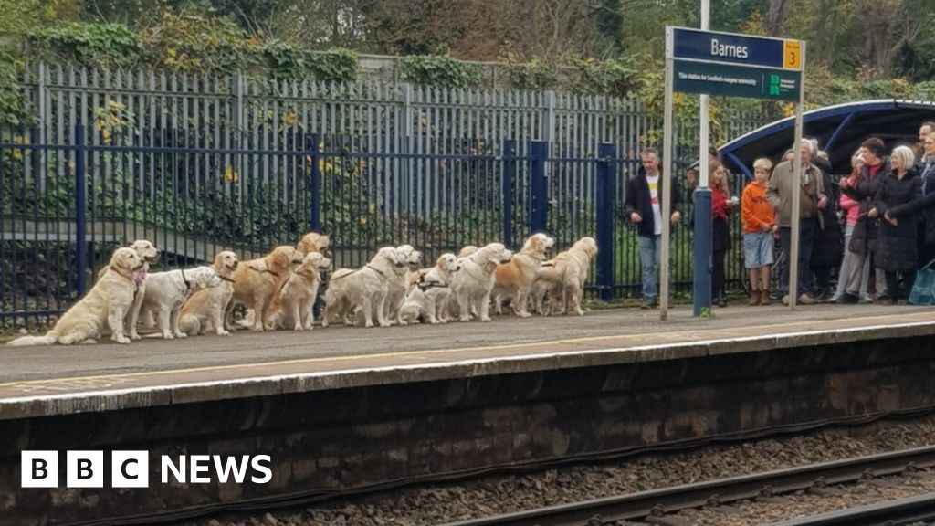 Golden Retrievers See Barnes Station Go Barking Mad Bbc News