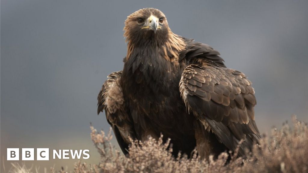 Golden Eagle Numbers Close To Historic Levels Bbc News