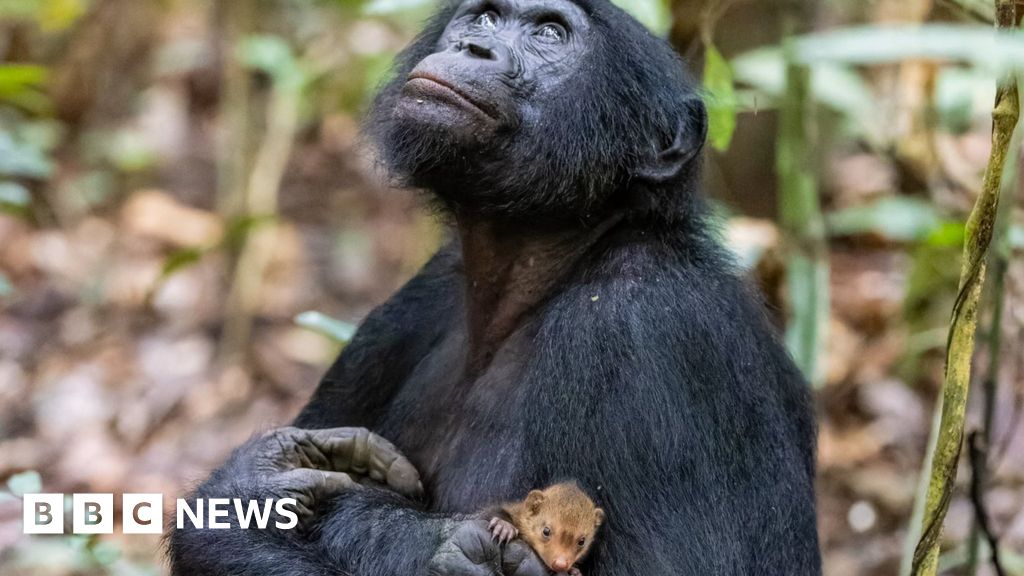 Is this monkey really cuddling a pet mongoose?