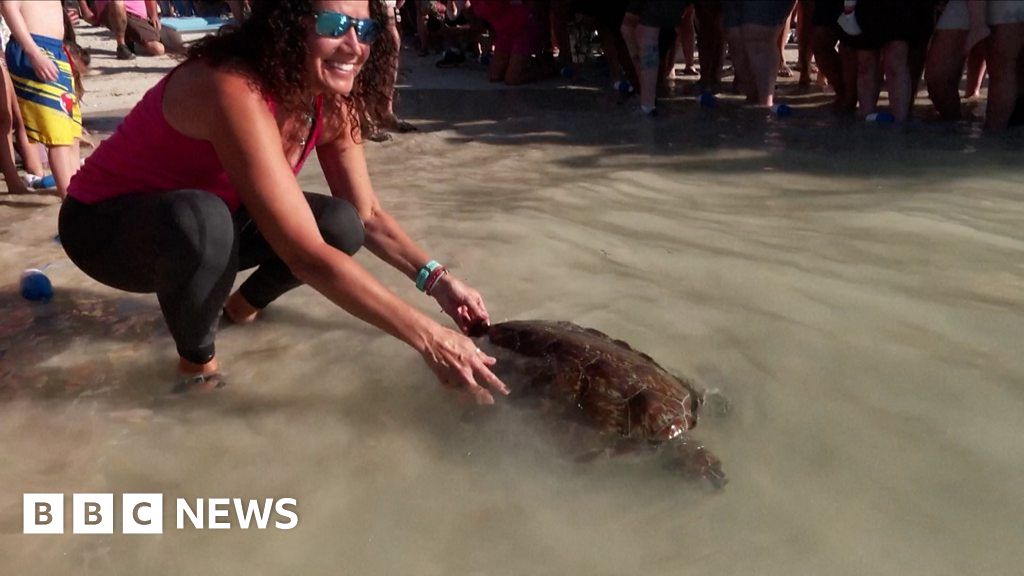 Big crowd gathers for sea turtle return home