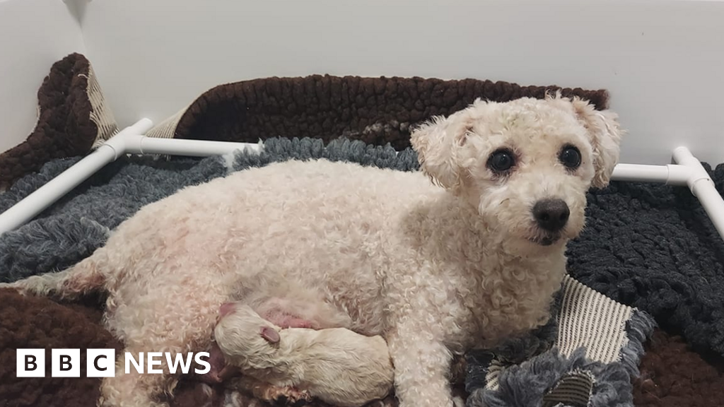 Covid: Dogs bought in lockdown being abandoned photograph