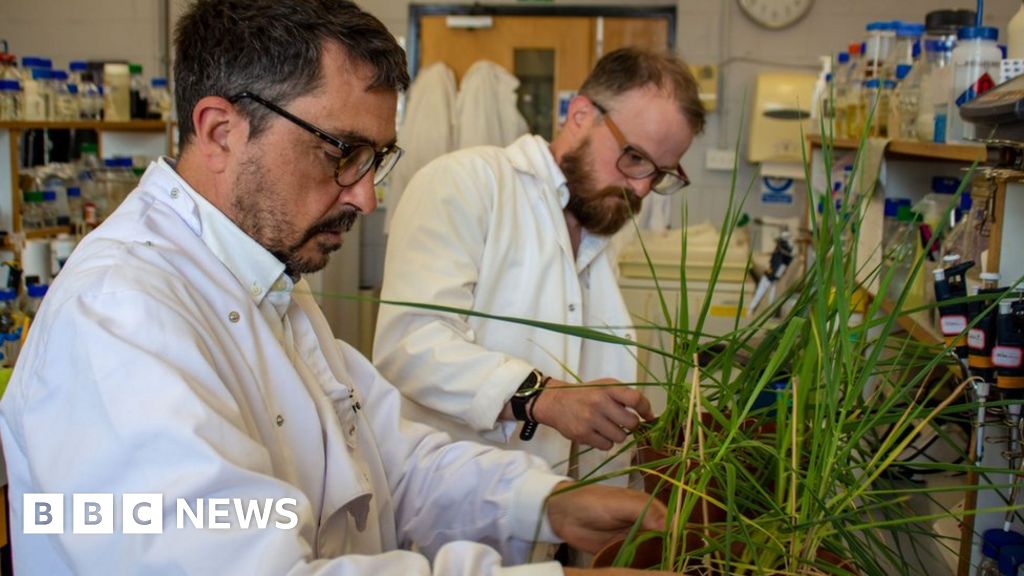 Drought-tolerant barley could help 'future-proof' whisky industry - BBC News