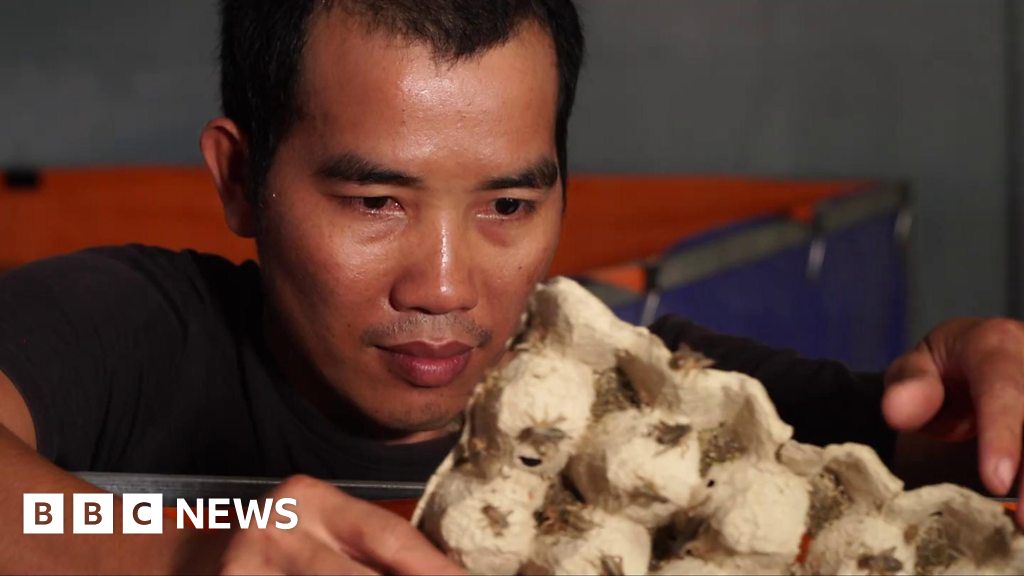 Crickets The food of the future?