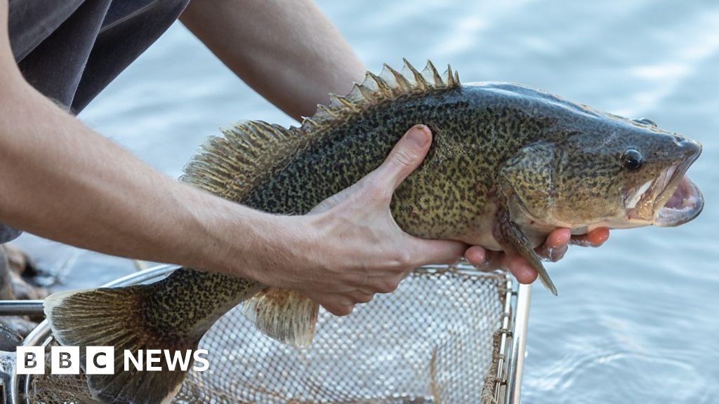 Evacuating Australia's drought-affected fish