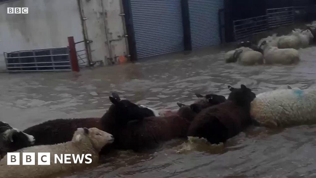 Lucky escape for sheep trapped in flood water BBC News