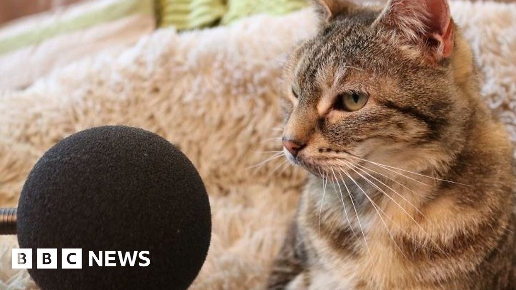 Huntingdon Cat Breaks World Record For Loudest Purr BBC News