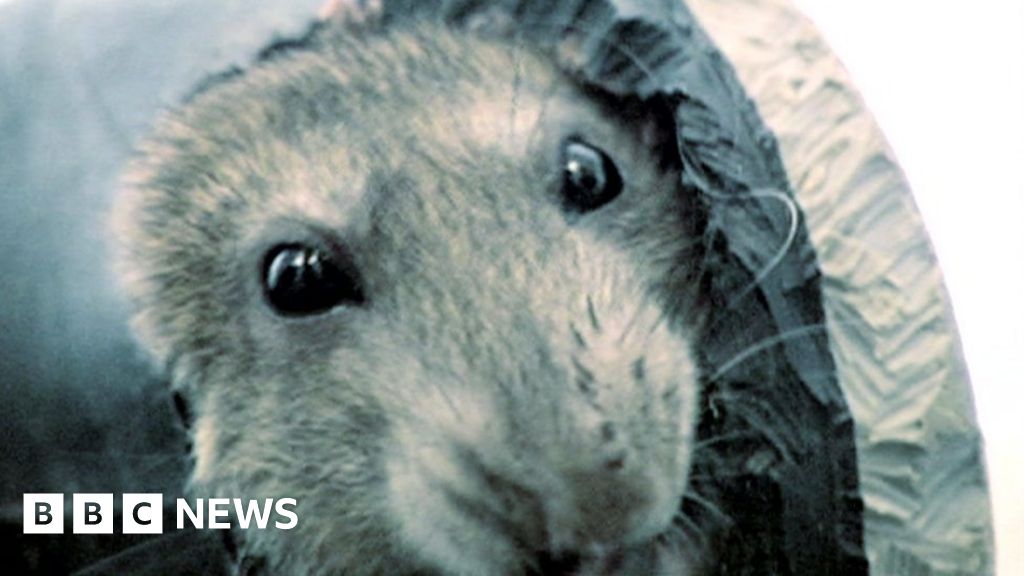 Liverpool rat reports 'up by a third since 2014' BBC News