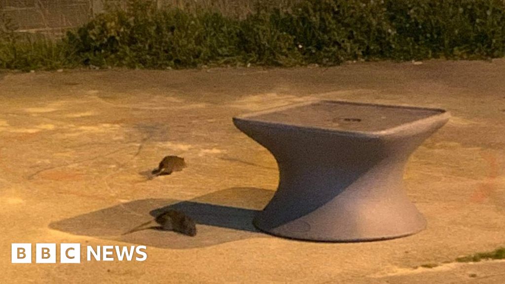 Are Garden Rats Dangerous / Study NYC rats carrying dangerous viruses