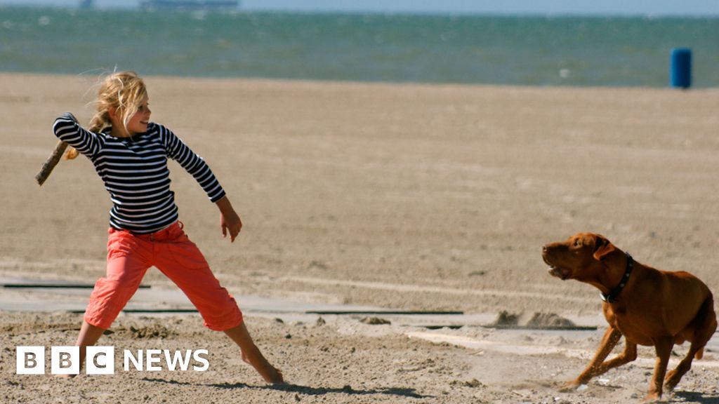 Who, What, Why Is it dangerous for dogs to fetch sticks? BBC News