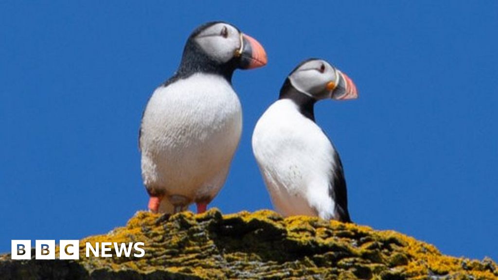Isle of Man puffins: Birds return to island after three decades