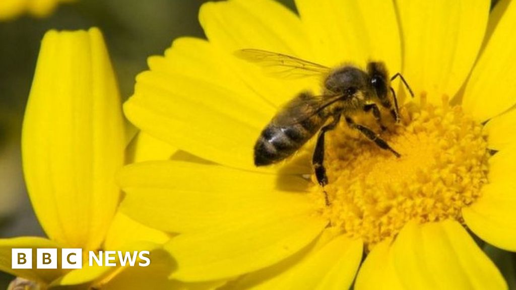 The Five Eyes of the Honeybee - Wildflower Meadows