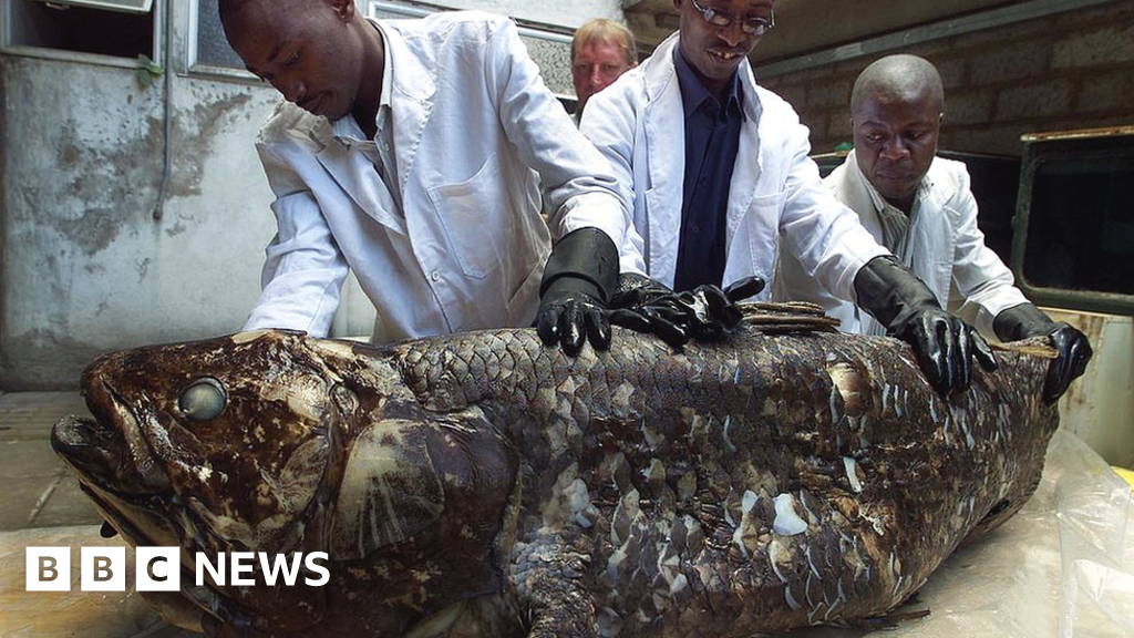 A "living fossil" fish can live for an impressively long time - perhaps for up to a century, according to a new study.  The coelacanth was t