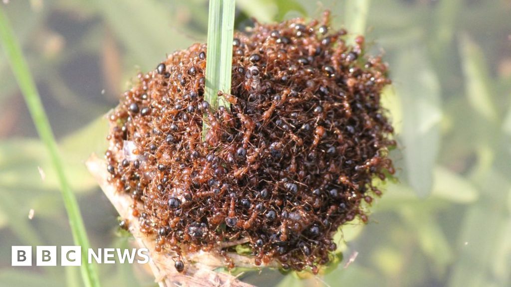 Inundaciones en Australia: las mortales hormigas bravas forman 'balsas' para propagarse