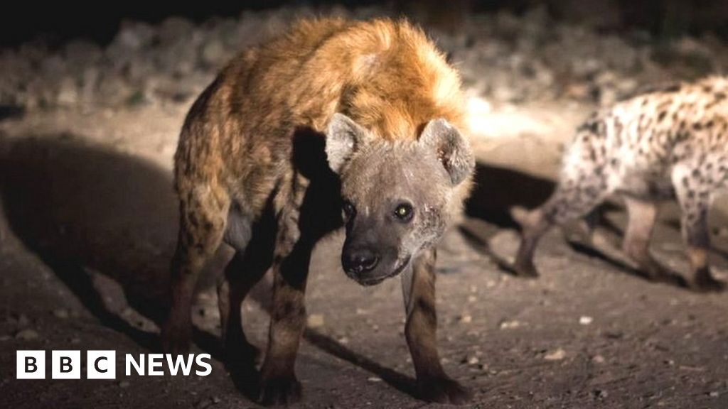 Ethiopia civil war: Hyenas scavenge on corpses as Tigray forces retreat -  BBC News