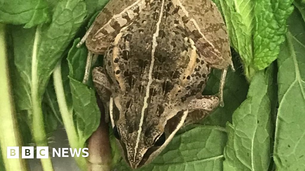 African frog found in bag of mint after 5,800-mile trip