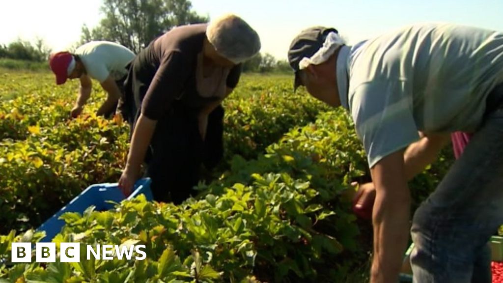 Brexit: How will it affect fruit farmers? - BBC News