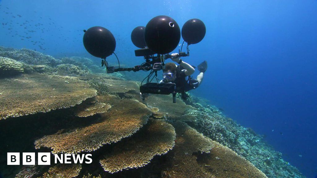 The Din Drowning Out Ocean Life - BBC News