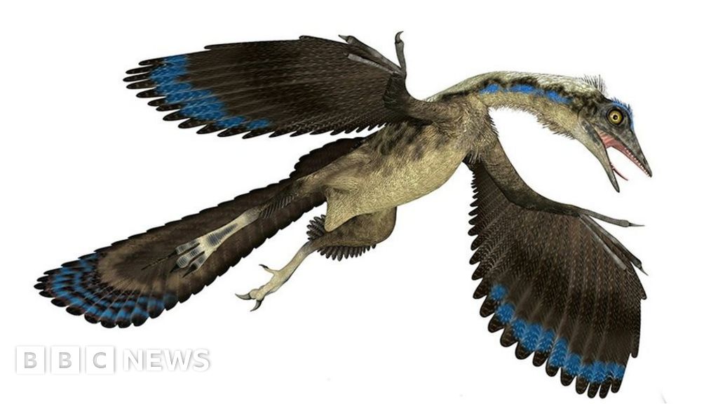 Archaeopteryx Reconstructing the 'first bird' BBC News