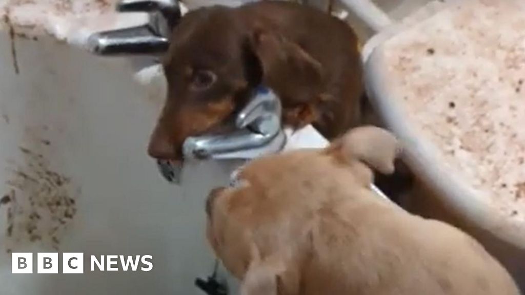 Ban for Sheffield woman who left pets to starve in squalor