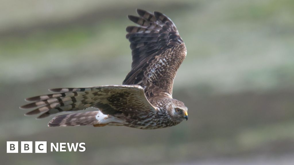 England's northern upland hen harrier numbers increase