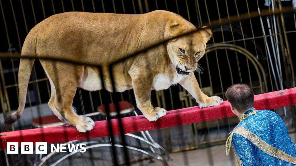 Too fat cats? Russian circus under fire over 'obese' lionesses - BBC News