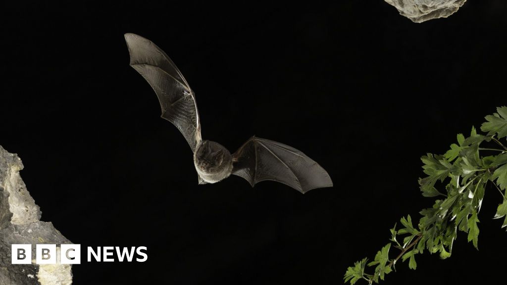 Norfolk Western Link road planners criticise new bat guidance 