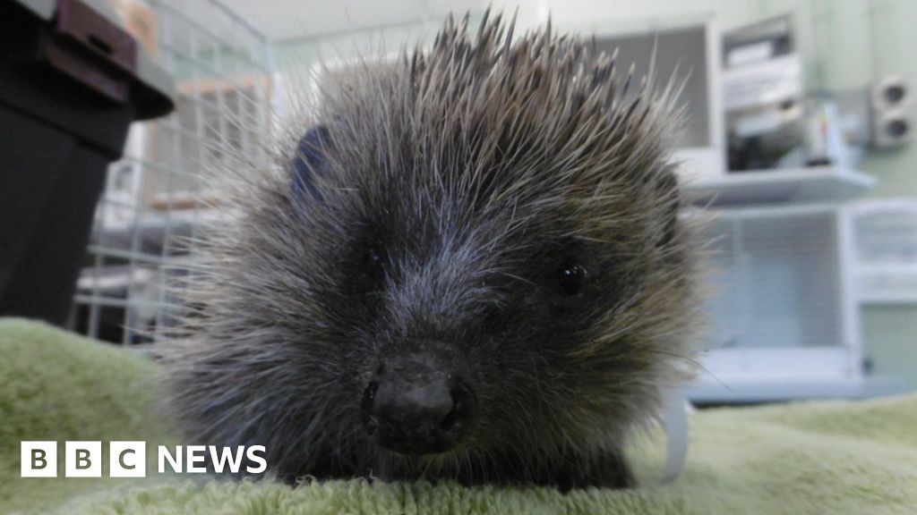 'Popped' balloon syndrome hedgehog released back into wild