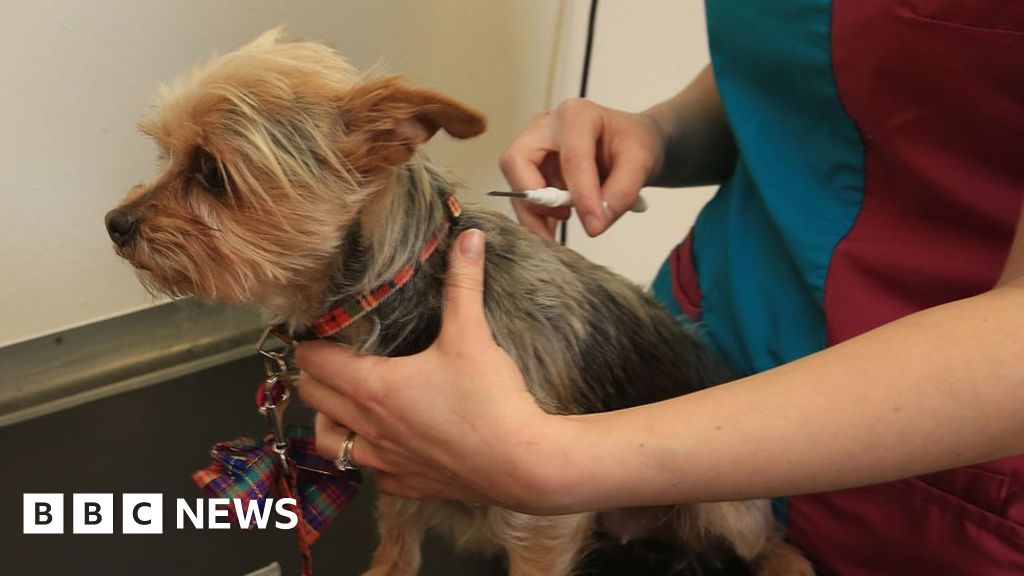 Dog microchipping 94 registered after law change BBC News