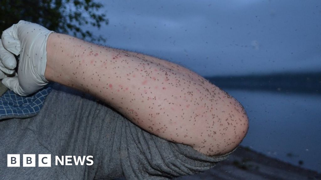 Peak levels of Highland biting midges expected soon - BBC News