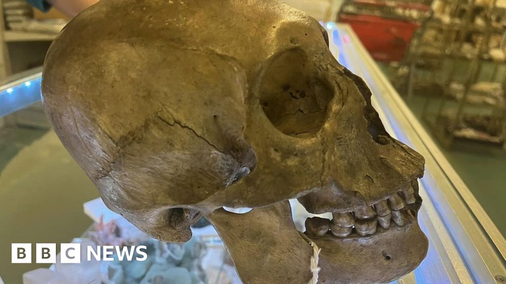 Human skull found in Florida charity shop Halloween section