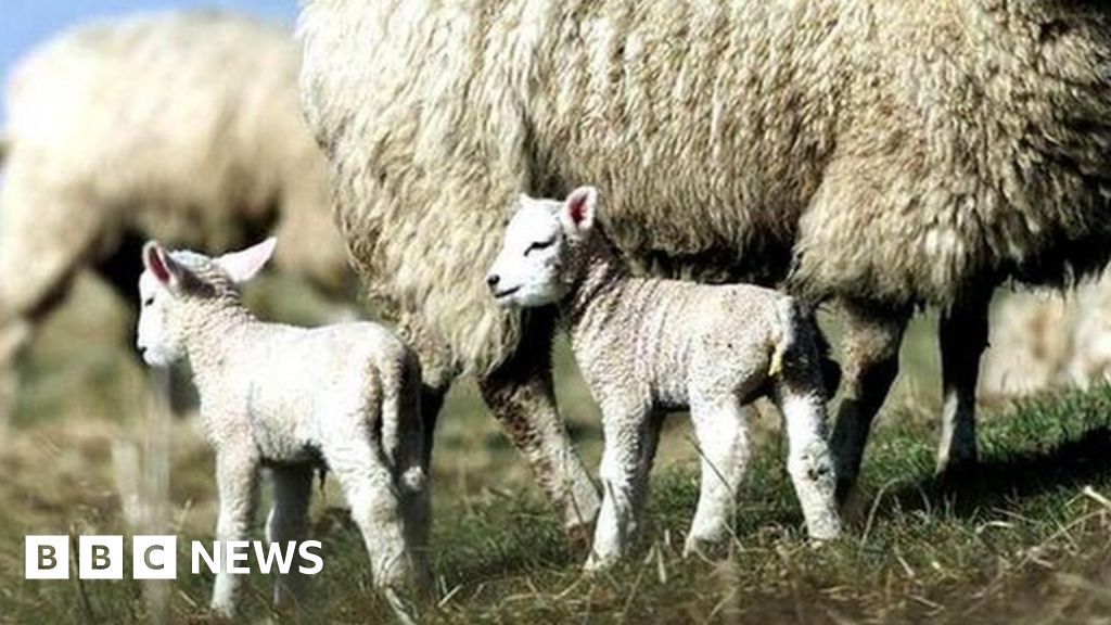 About 40 lambs stolen from Monk Stray fields in York BBC News