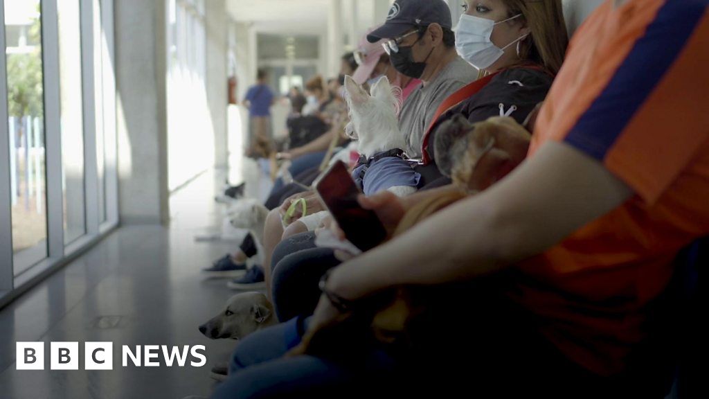 El Salvador’s Bitcoin pet hospital