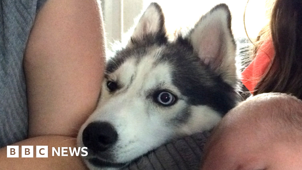 Redcar beach dog attack Two due in court BBC News