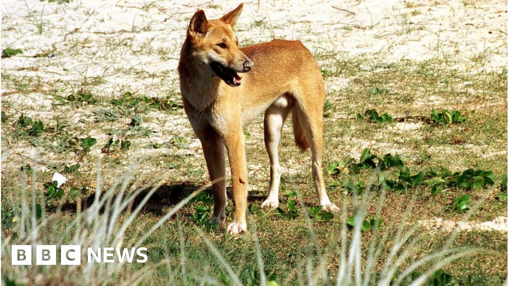 Child attacked by dingo on Australia's K'gari-Fraser Island