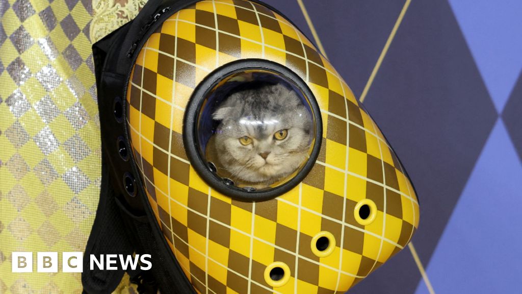 Claudia Schiffer's cat steals the show at Argylle premiere